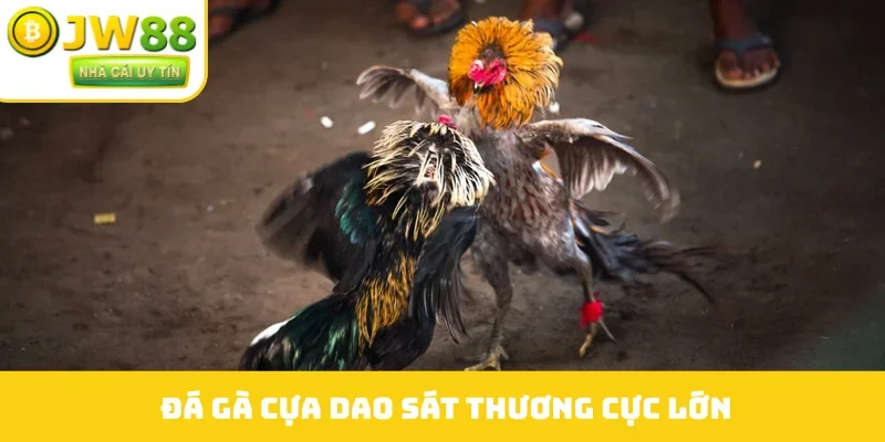 Đá gà cựa dao sát thương cực lớn