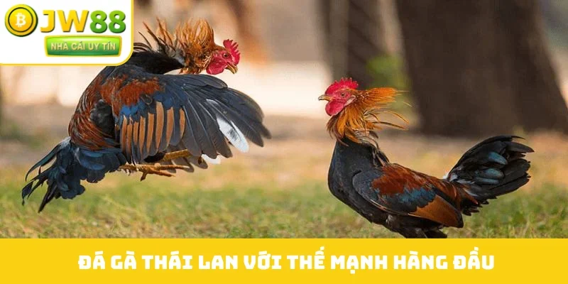 Đá gà Thái Lan với thế mạnh hàng đầu